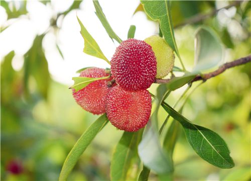 ��÷-��ͼ��