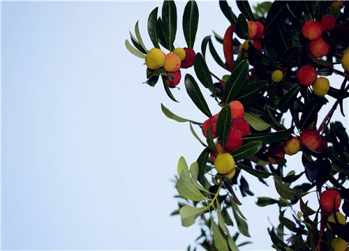 ��÷-��ͼ��