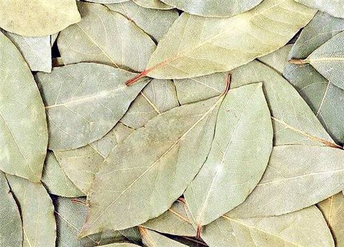 ��Ҷ-����