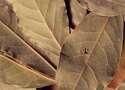 ��Ҷ-����