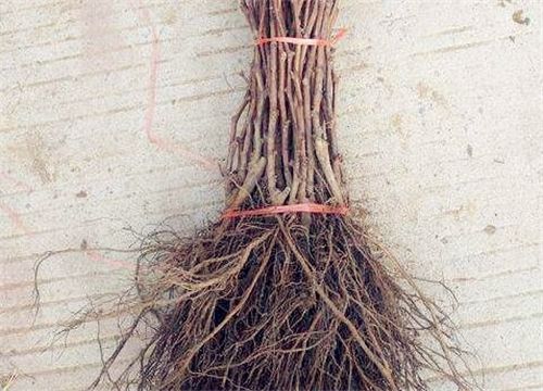 ����ʯ������-����