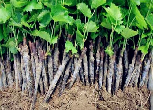 ����ʯ������-����