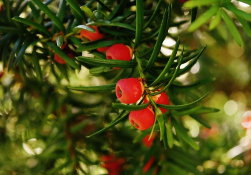 �����µĺ춹ɼ