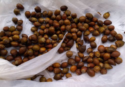 �춹ɼ����