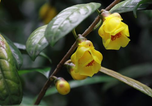 开花的金花茶枝条