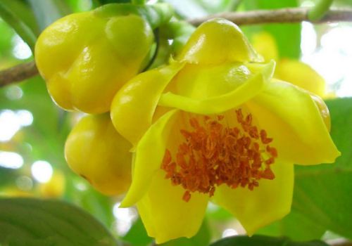 �𻨲�ʢ���Ļ���