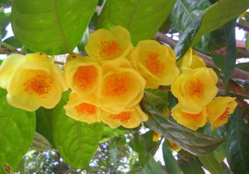 �𻨲�ï�ܵ�֦��