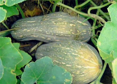 �Ϲ�-����