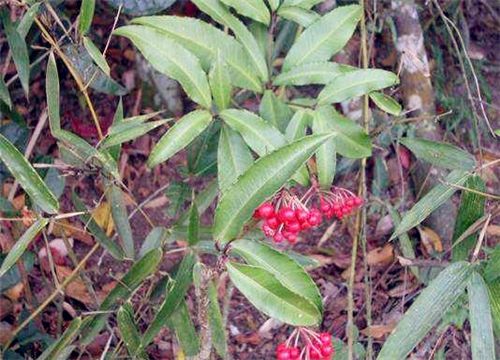 ��צ����-����