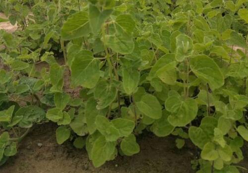 ����-����