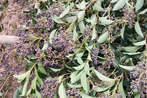 Ů����-����