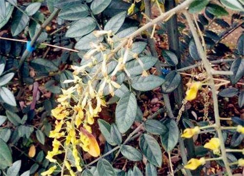 ɽ����-����