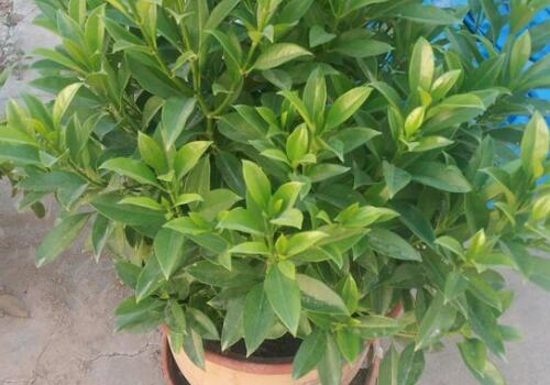 ��������-����