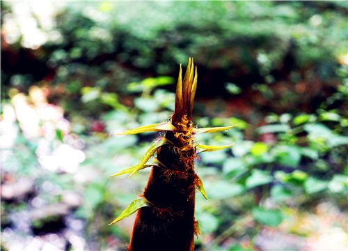 ����-��ͼ��