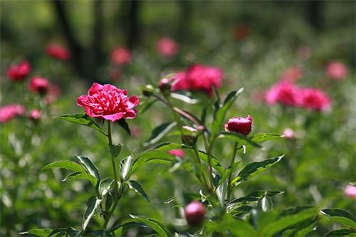 ĵ������