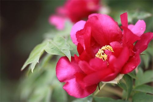 ĵ��������