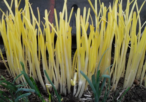栽培韭黄