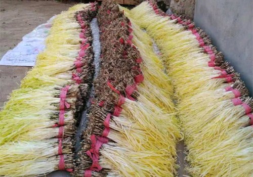 摆在地上的韭黄