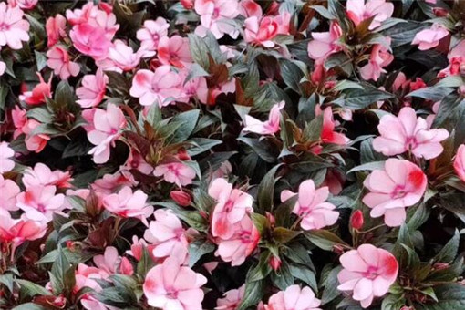 ���ɻ�-����