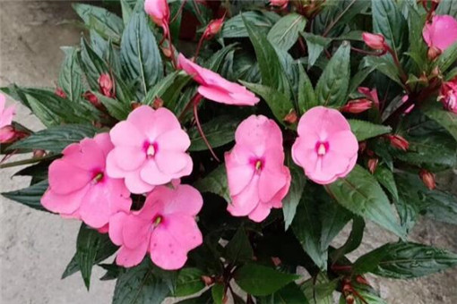 ���ɻ�-����