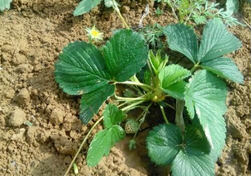 ����ݮ-����