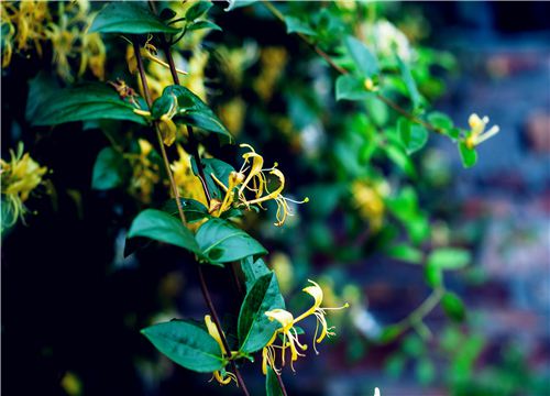 ������-��ͼ��