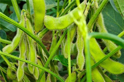 ë��-����