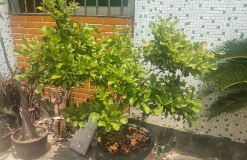 ���ع�-����