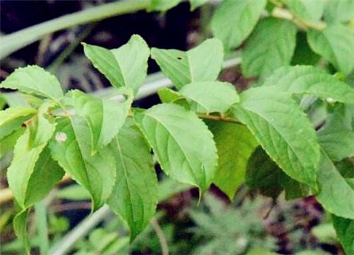 �׹���-����