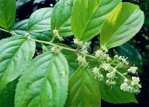 �׹���-����