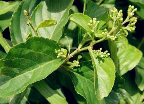 �׹���-����