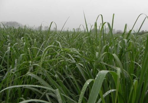 ��é��-����