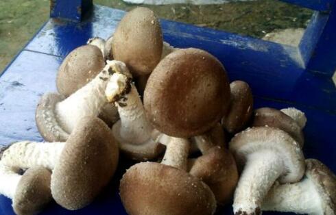 ���ӹ�-����