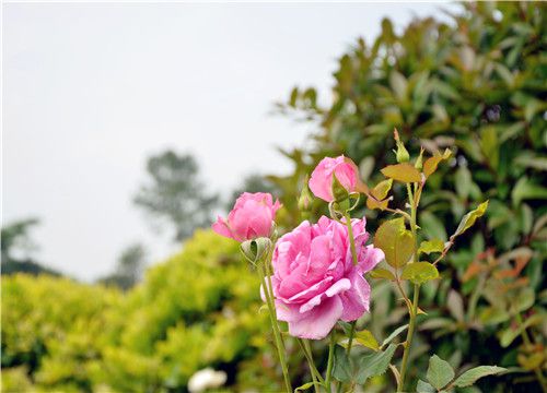 �¼���-��ͼ��