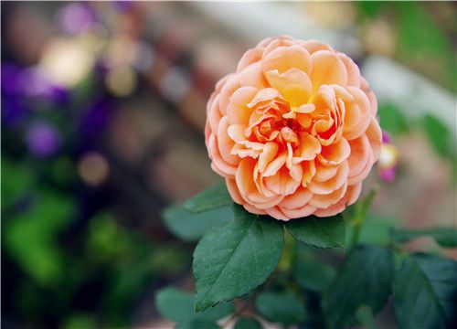 �¼���-��ͼ��