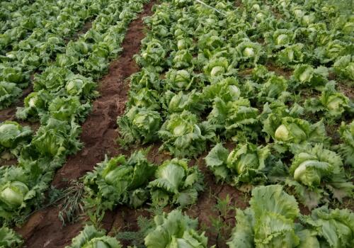 ���Ĳ�-����