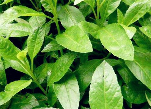 ���ǲ�-����