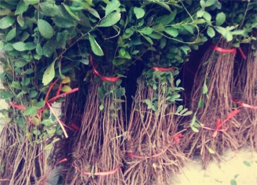 �ƹ�����-����