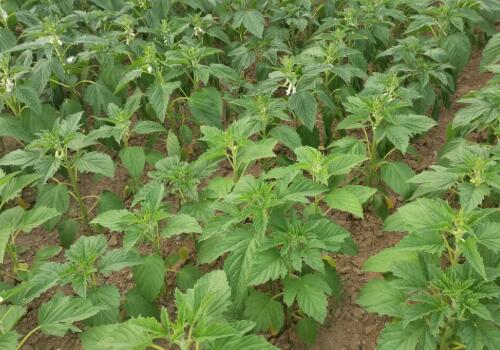 ֥��-����