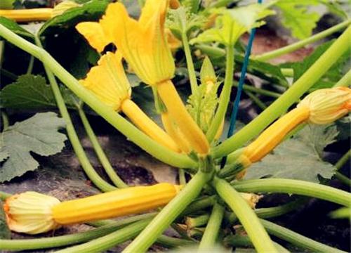 �㽶����«-����