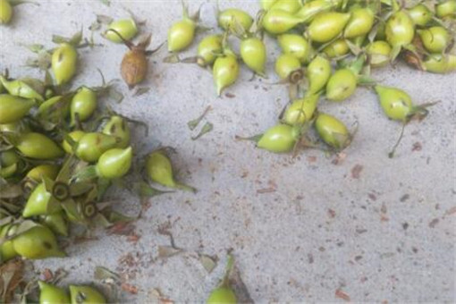 ��ӣ��-����