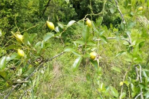 ��ӣ��-����