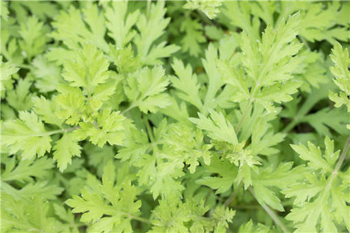 ��ҩ��-��ͼ��