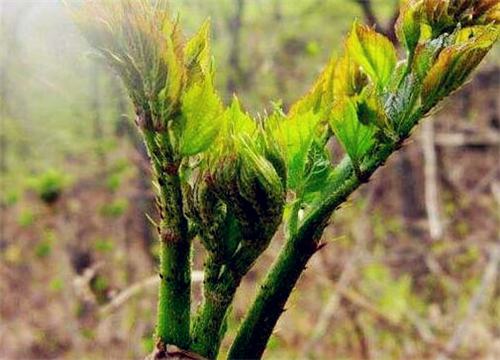 ����ѿ-����