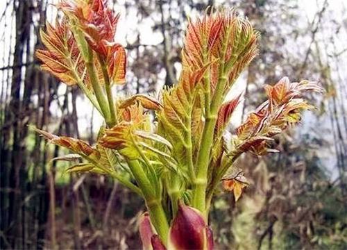 ����ѿ-����