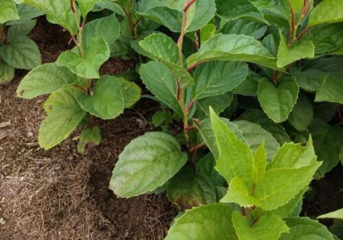 ��ζ��-����