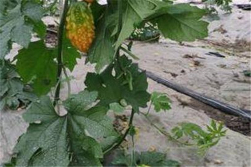 ������-����