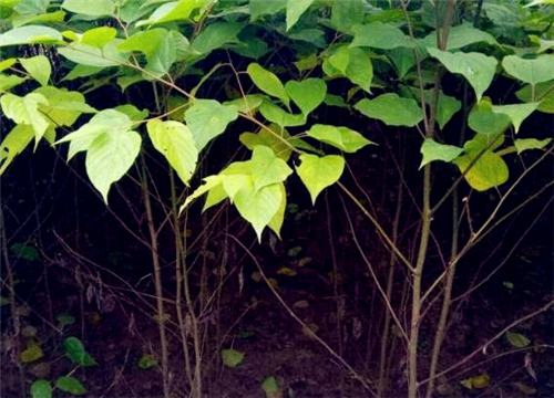 ��������-����