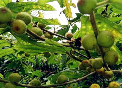 ��ָë��-����