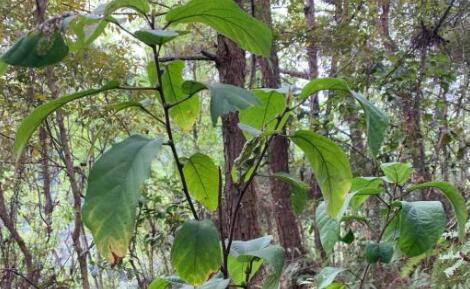 ��ָë��-����